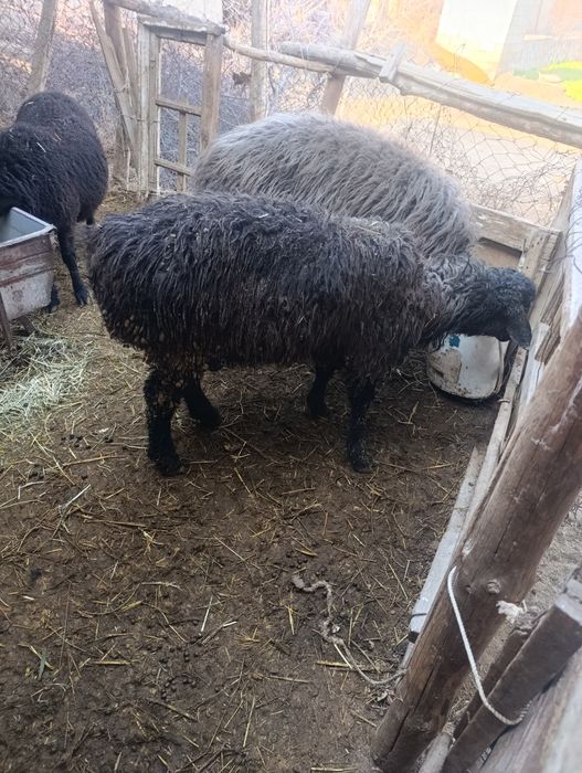 Туй ва маросимлар учун кучкорлар елтиб суйиб берамиз.