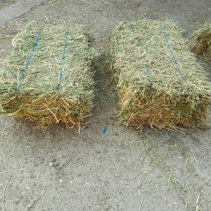 Baloți de lucernă,