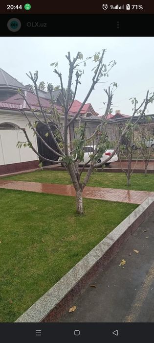 Daraxt kesish va Malakali Bogʻbon xizmati