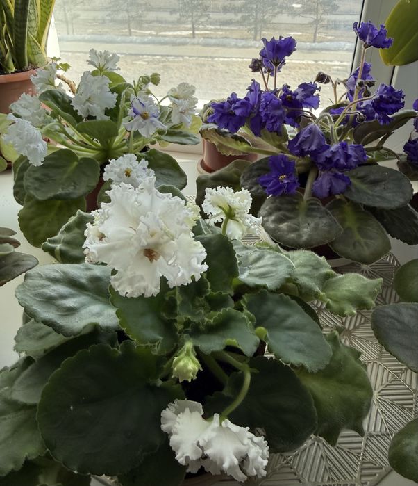 Продам цветущие фиалки 3000 тенге