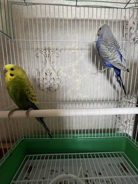 Попугаи с клеткой