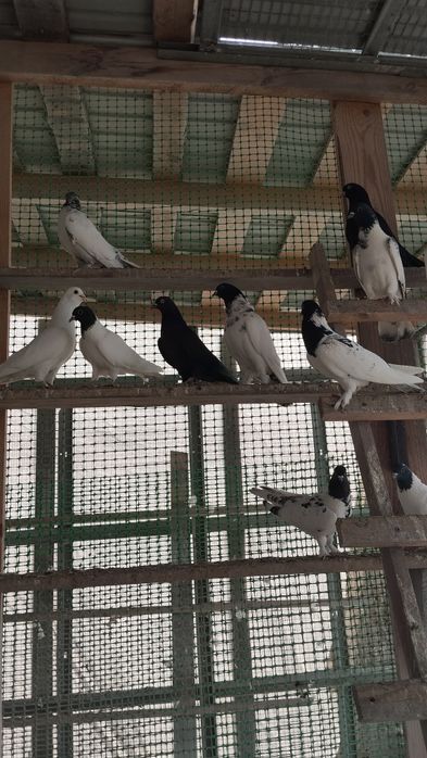 Продам голубей бокинцы