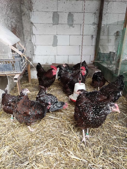 Ouă incubație Sussex