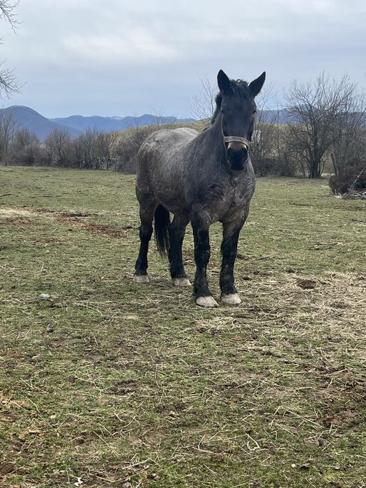 Vănd mânza de 3 ani