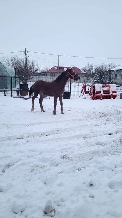Iapă cu mânz, corcitura frizian