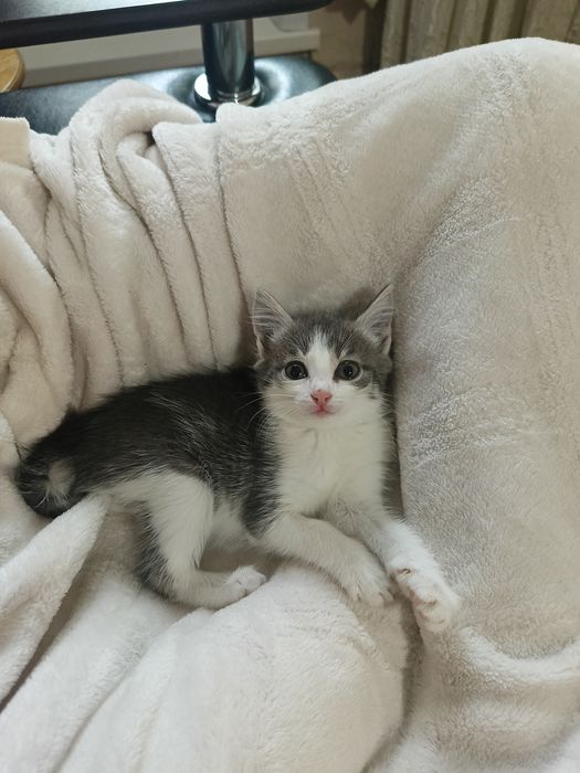 Отдам котенка бесплатно