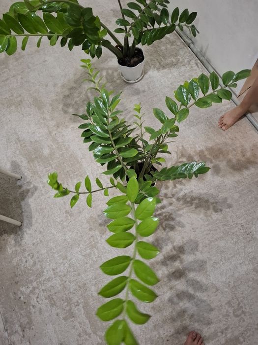 Замиоку́лькас долларовый