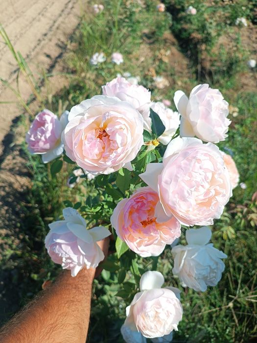 Atirgul ko'chatllariga zakaz olamiz