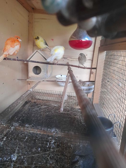 vind sau schimb canari 100 ron bucata