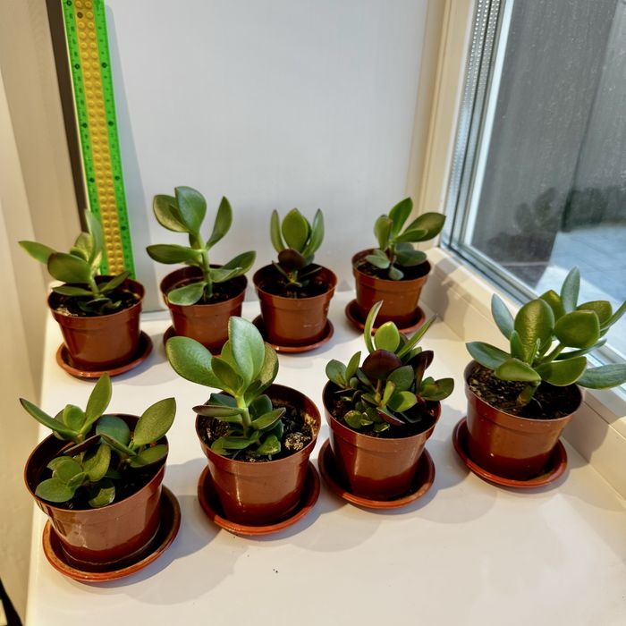 Толстянка - денежное дерево 500тг