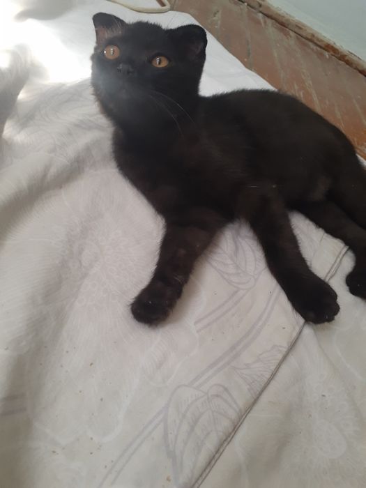 Shotlandiskiy mushuk