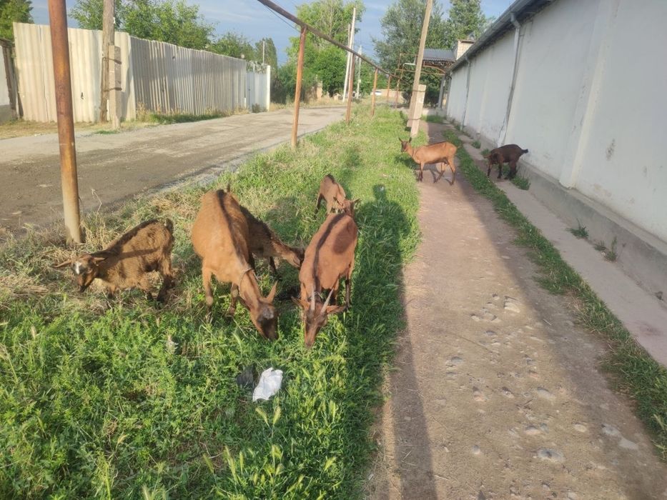 Коза альпийская парода Эчки