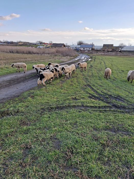 Oi si miei de vanzare