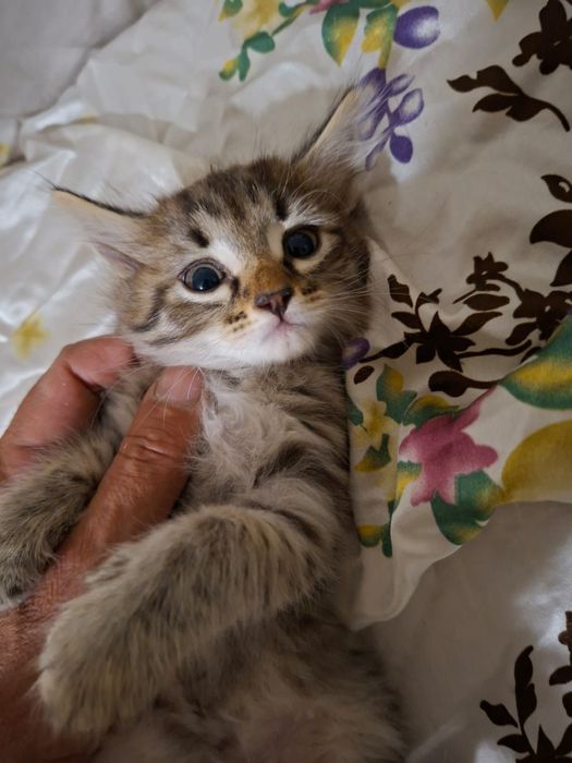 Отдам котят в добрые руки