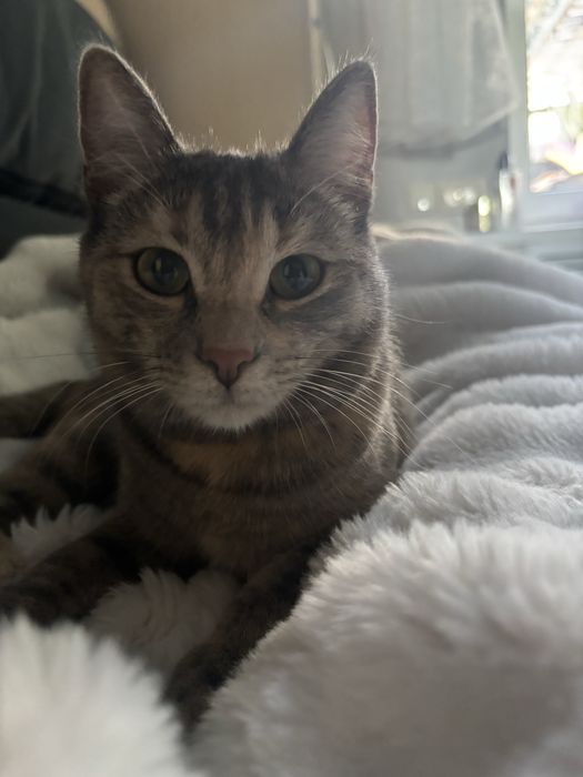 Котенку нужен дом
