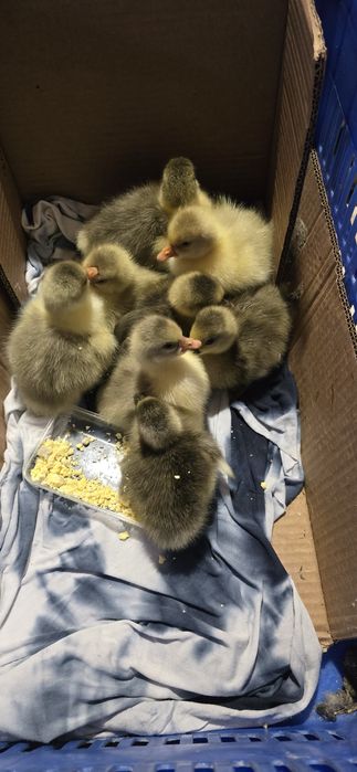 Гъски за разплод