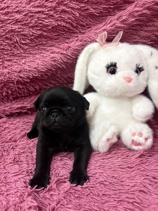 Собаки животные мопсы