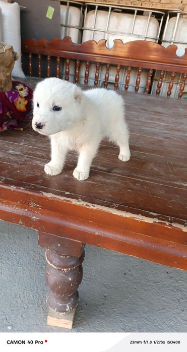 Алабай щенок Alabay bolasi