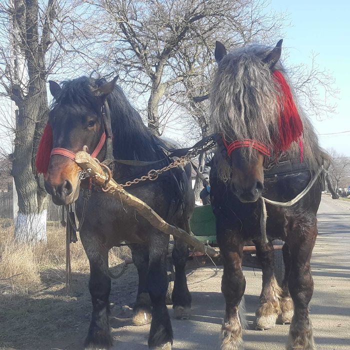De vânzare doi harmasari!