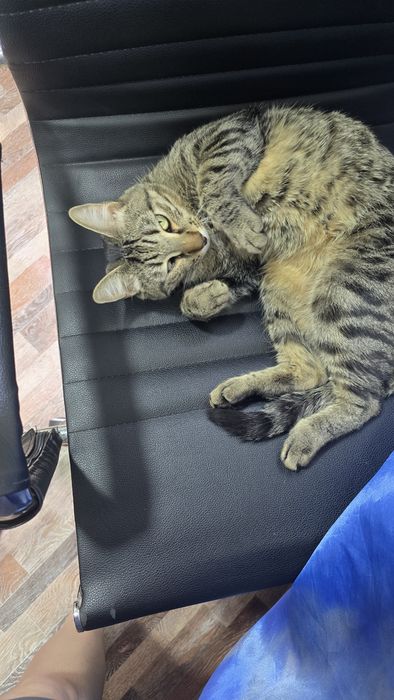 Котик Вася ищет новых любящих хозяев