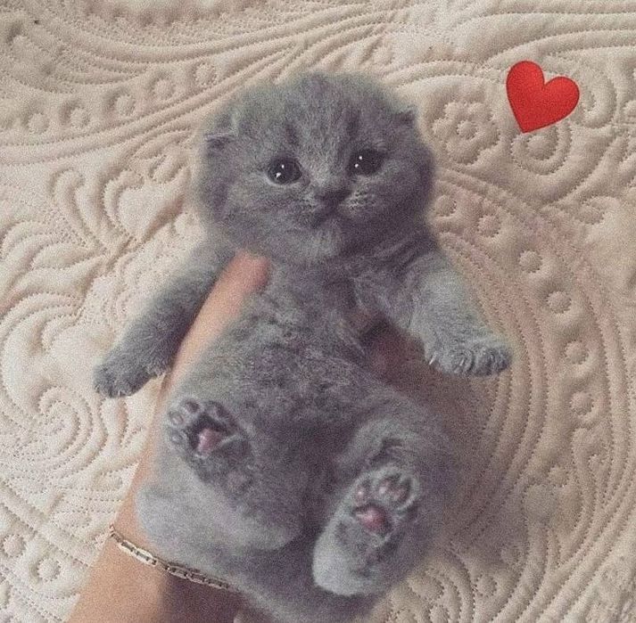 Вислоухие котята