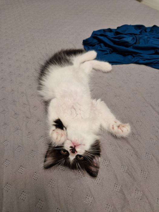 Отдам в добрые руки котят
