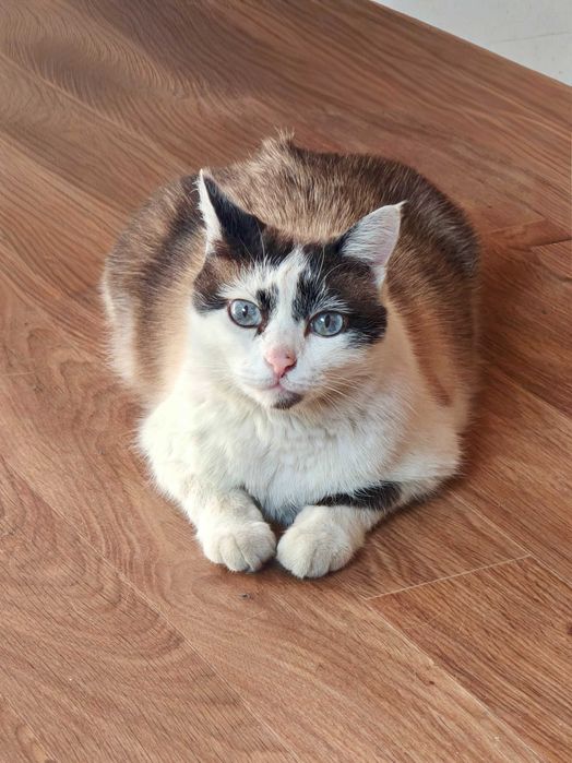 Отдам в добрые руки голубоглазого кота