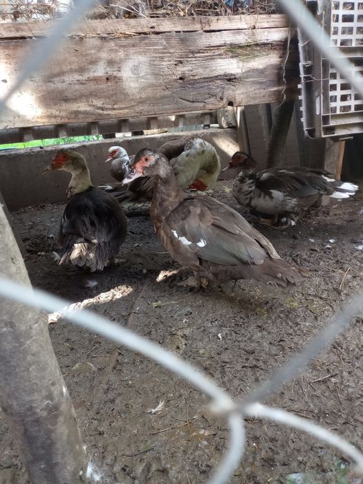 Vând rate mute lesesti