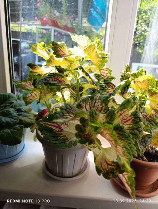 Продам комнатные цветы