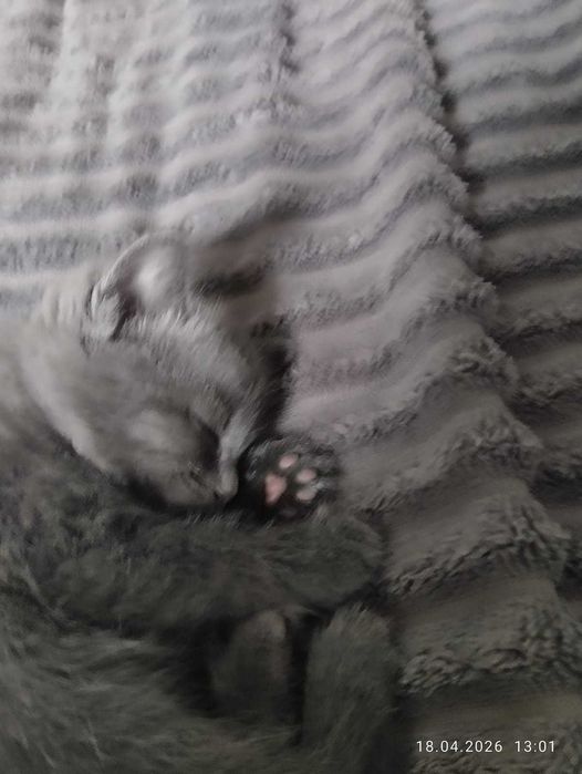 Котята.                   .