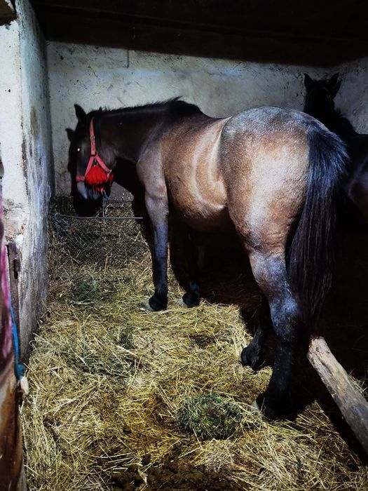 Vând sau schimb manza de un an jumate