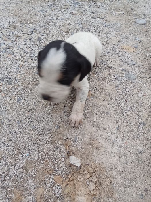 Продаю щенят Немецкий гончий