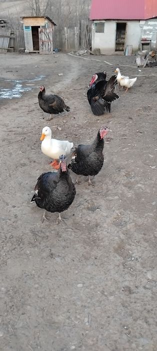 De vanzare: Curci și rațe crescute la curte