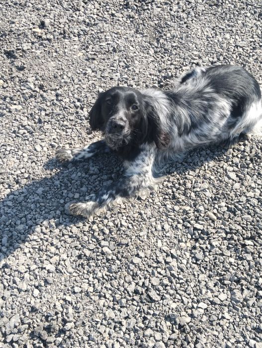 Спаниель 8 айлық