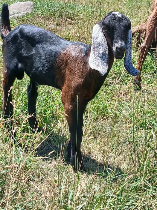 Tapisor anglonubian