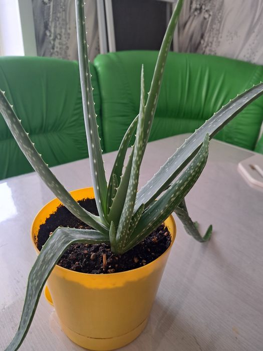 Продам комнатные цветы