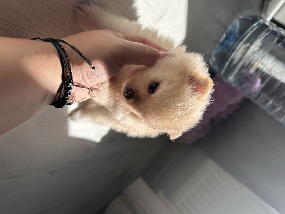 Pui Pomeranian - rezervare