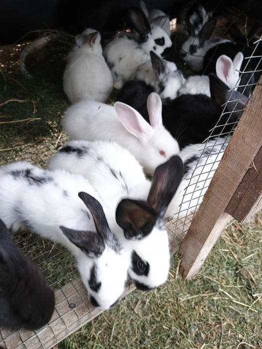 Vând iepurași de casă