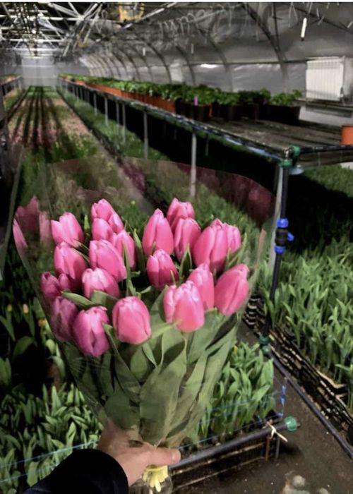 Тюльпаны из парника