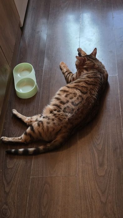 Чистокровный бенгаль