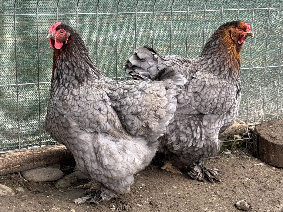 Gaini Brahma - albastru