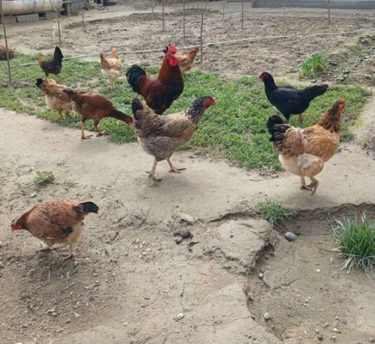 Хонаки тухумлар Жужа очиш учун