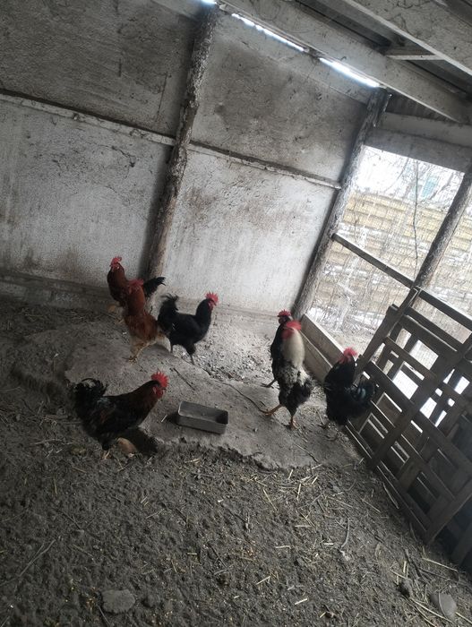Продам петухов разных