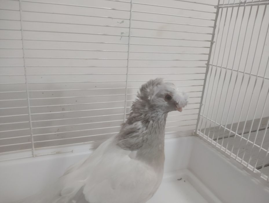 Продаётся пепельный