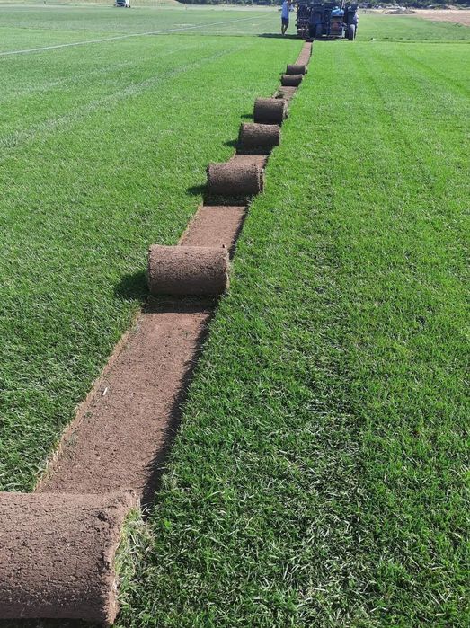 Gazon rulou  Livrez în tota țara aveam echipa de montaj