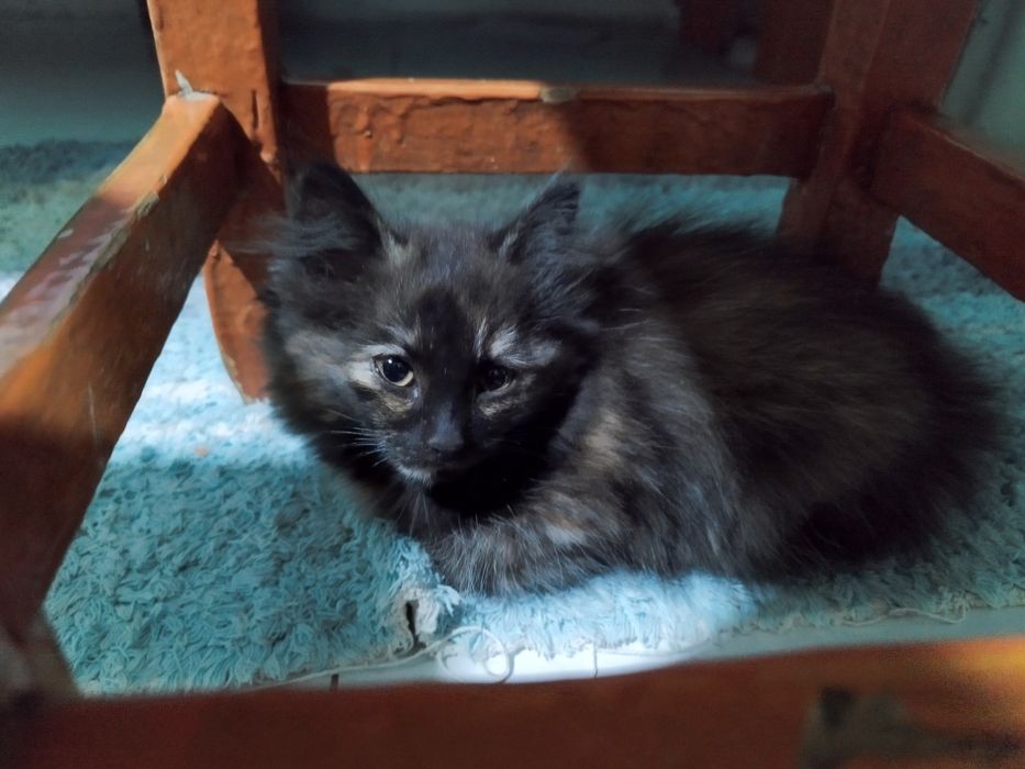 котята ищут дом!!