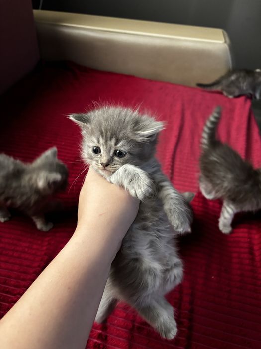 котята на продажу