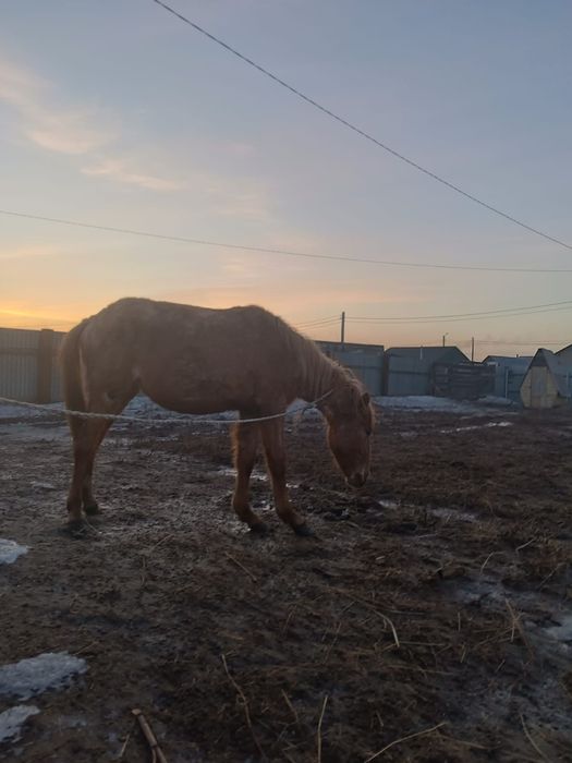 Продам баитал находится ЖД паселке