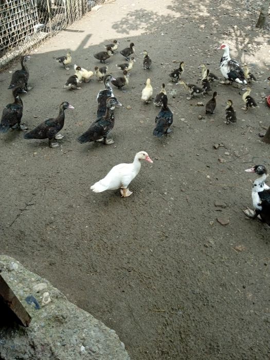 Vand rate si ratuste mute