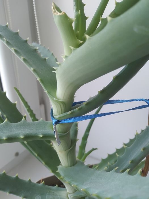 Алоэ лечебный   три года